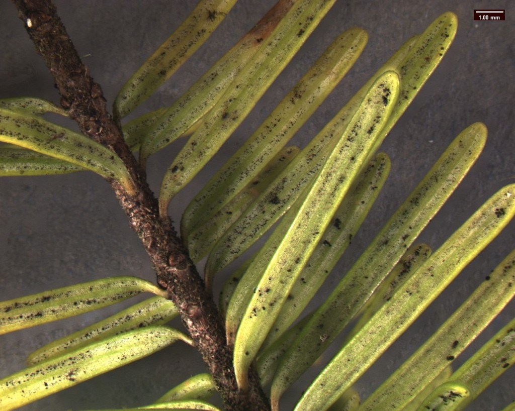 » Swiss Needle Cast Fungal Pathogens of Western Washington Forests