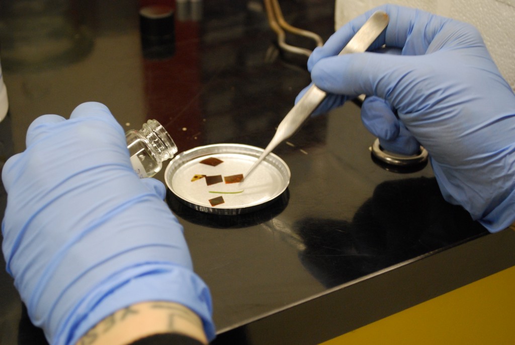 » SEM sample prep freeze fracturing with liquid Nitrogen Fungal