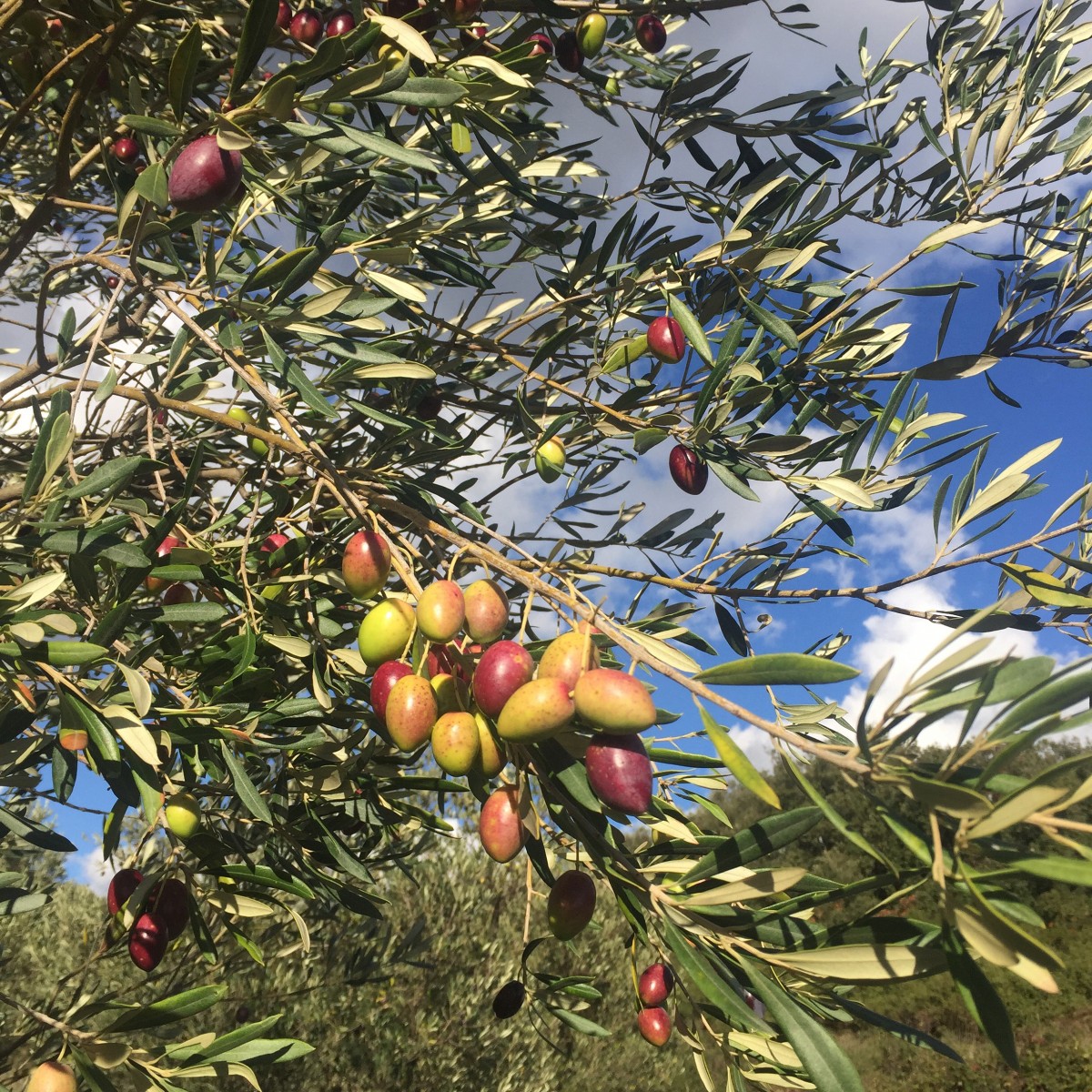 Olives ready to be harvested  Photo by: Chloé Landrieu Murphy