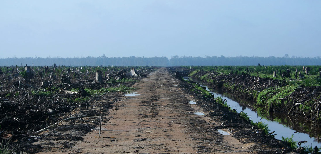 Palm oil deforestation in Indonesia