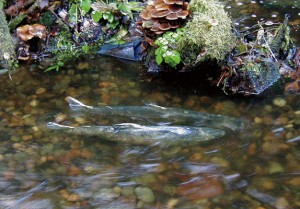 Salmon in Stream