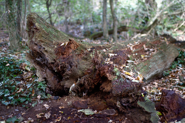 Adrian Midgley, Fallen Tree Decaying. 2010. Flickr. November 16th, 2014. 