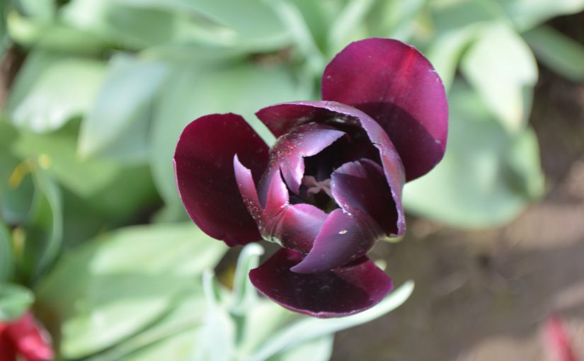 The Tulip mingle (Getting to know Tulips)