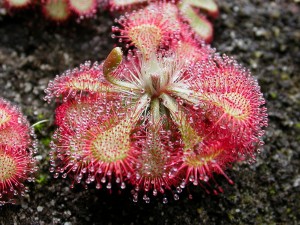 Drosera_spatulata_KansaiHabit