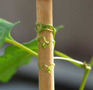 Redvine (Brunnichia ovata) tendrils coil upon contact. This image was released by the Agricultural Research Service, the research agency of the United States Department of Agriculture, with the ID D199-1 (next).