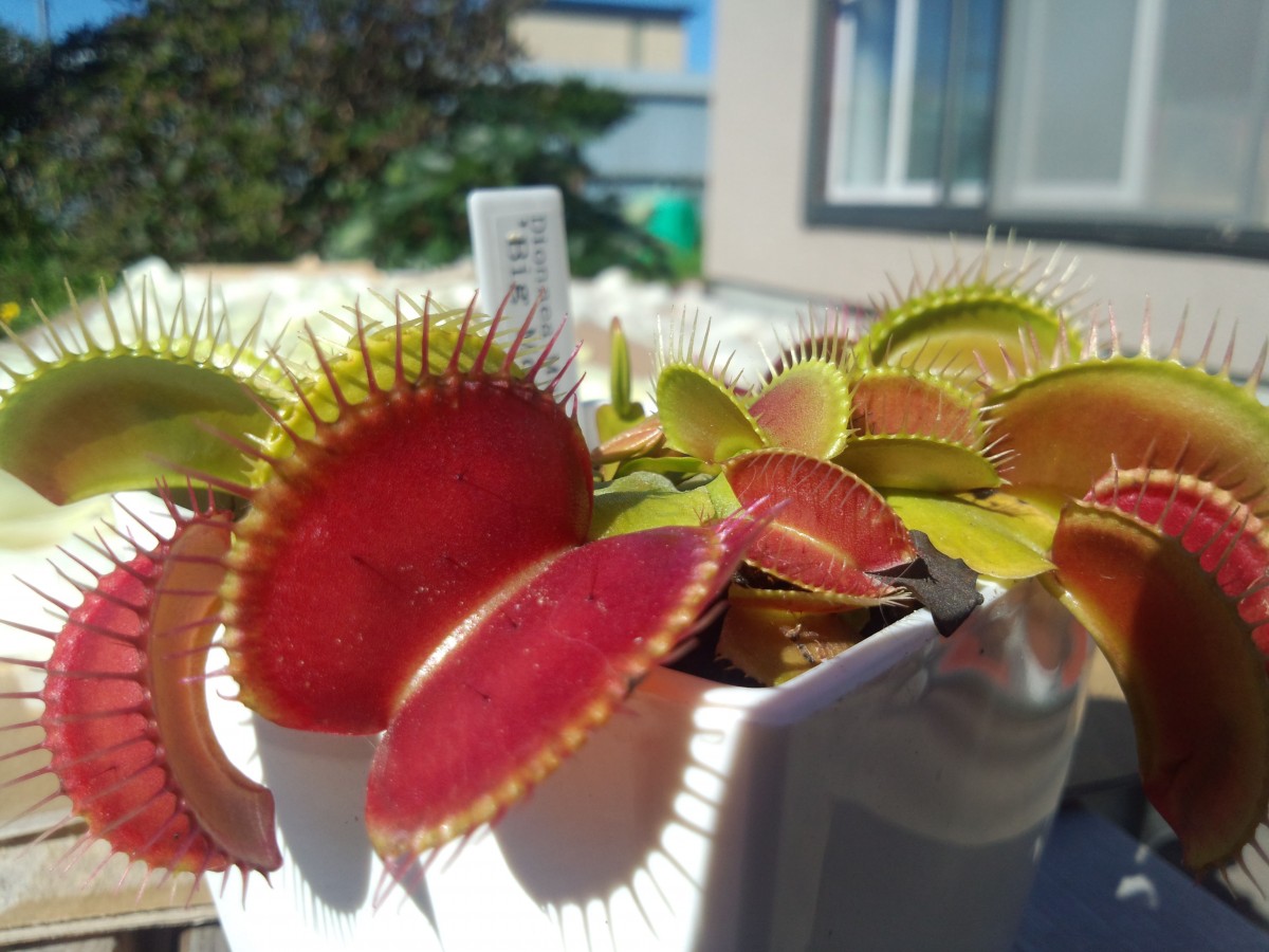 Venus flytrap plant picture