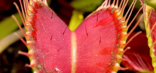 Image of Venus Fly Traps