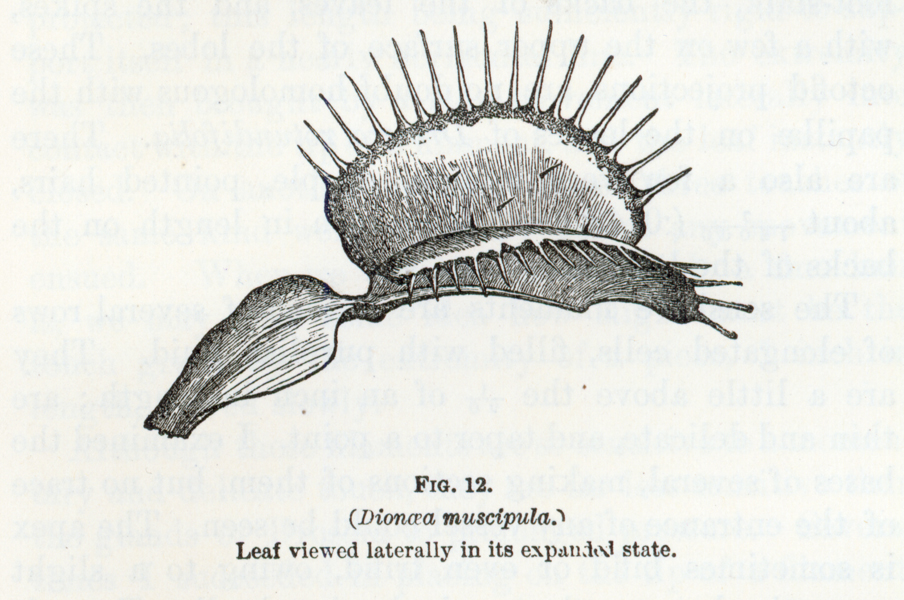 An illustration of Dionaea muscupula by Charles Darwin