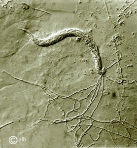 Pleurotus ostreatus vs. nematode Image by George Barron.