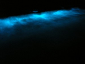 800px-Dinoflagellate_bioluminescence