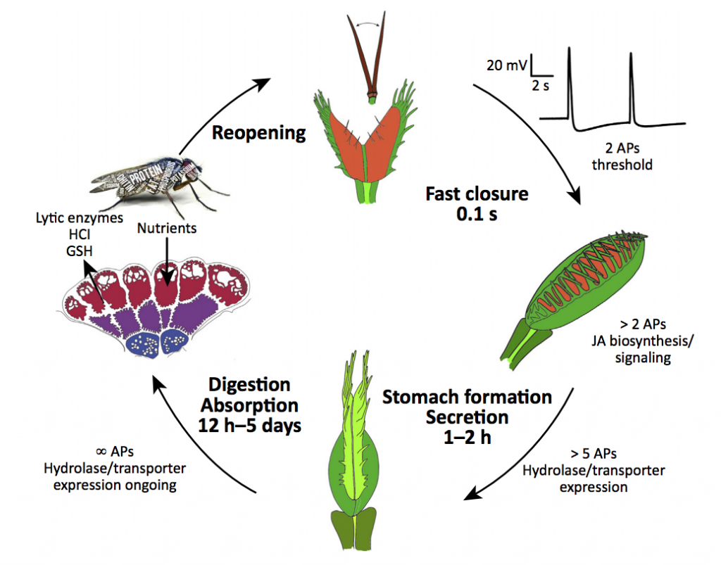 They Bark and They Bite – Anna's Plants in Motion Blog