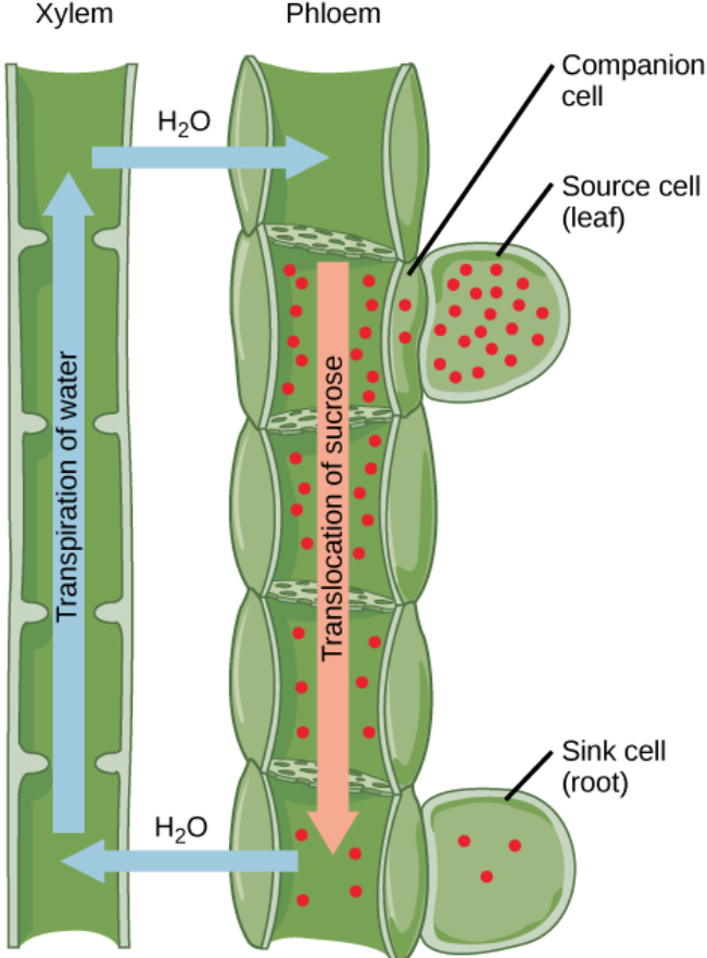 What is the role of xylem in a vascular plant information