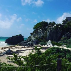 Mitchell's Plants in Motion Blog