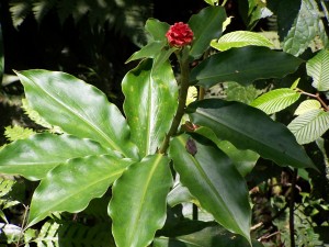 B7 spiral growth of soft leaved ginger relative