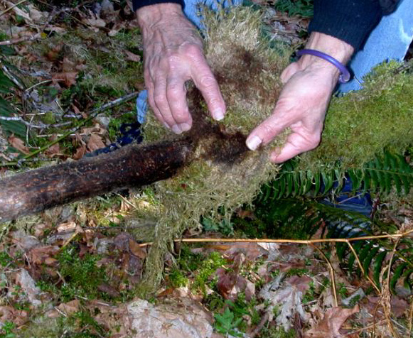 peeling moss