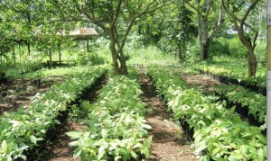 cacao nursery link