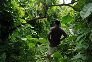 National_cocoa_advisor_Dr_John_Konan_stands_amongst_an_overgrown_cocoa_farm._(10708851506)
