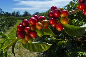 Ripe coffee berries of the mundo novo variety ready for harvesting. by Jonathan Wilkins