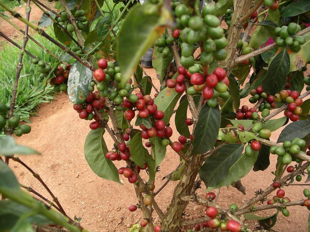 Coffee tree in Rwanda by Colleen Taugher