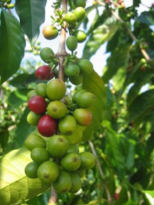 Island_of_Hawaiʻi_-_coffee_cherries