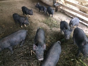 A few of the piglets on Roy's farm. All of his pigs are black haired, and he has about 20 on the property.