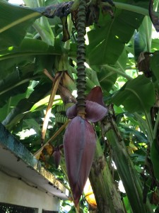 Close up of an banana inflorescence. The "bud" or pod-part holds the male organs.