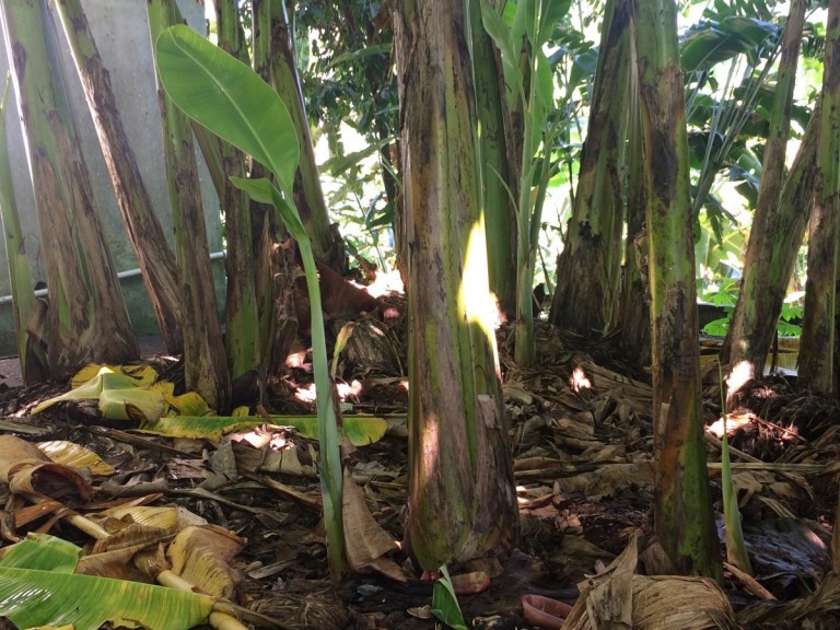 Morphology of Banana Plants Banana Varieties and Tropical Fruit Trees