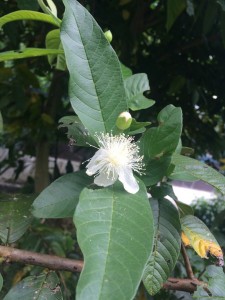 Blossom on a guava tree from the fruit forest.