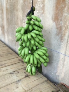 Niño bananas hanging to ripe at friend Roy's property. 
