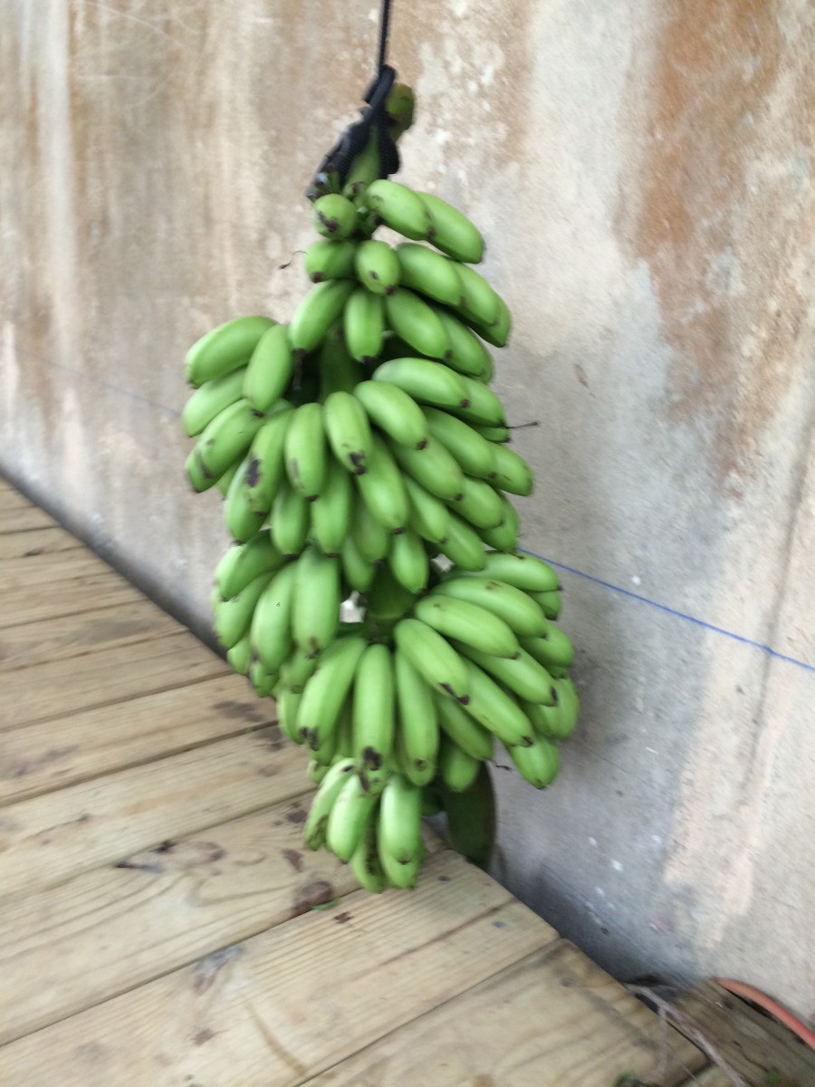 Bananas at Wildane Banana Varieties and Tropical Fruit Trees