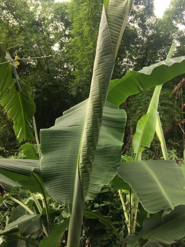 Morphology of Banana Plants Banana Varieties and Tropical Fruit Trees