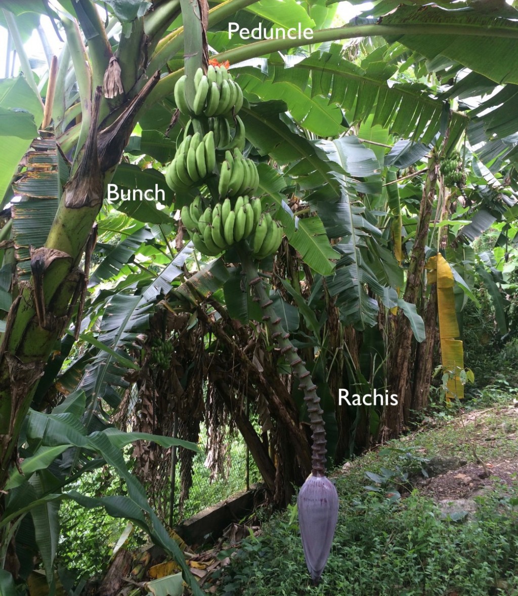 Morphology Of Banana Plants Banana Varieties And Tropical Fruit Trees