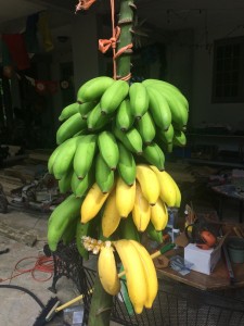 A bunch of apple bananas I harvested hung by the rachis to continue ripening. 