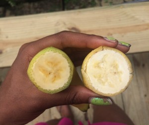 Cavendish banana (left) and apple banana (right). You can see that the Cavendish has a thicker skin and more yellow flesh, while the apple banana has a thinner skin and white flesh.