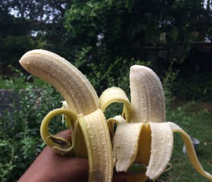 Cavendish banana (left) alongside apple banana (right). Both are held at the same height. You can tell that the Cavendish longer and more curved while the apple banana is short and stout.