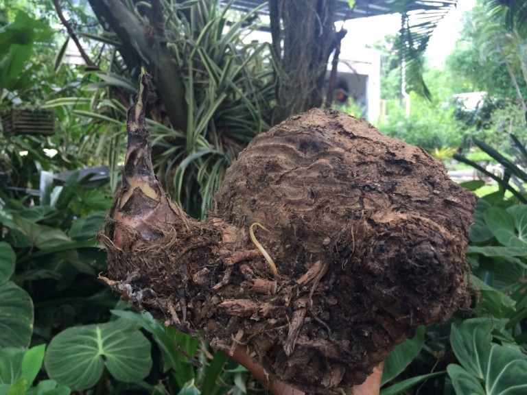 Morphology of Banana Plants Banana Varieties and Tropical Fruit Trees