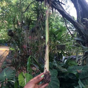 This is the corm of a banana plant. You can tell it is the corm because the sprout is growing vertically from a singular node.