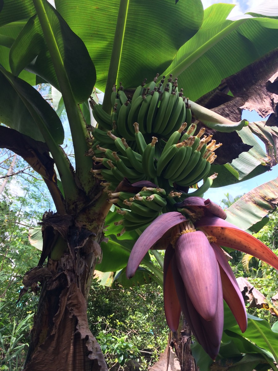 Morphology of Banana Plants – Banana Varieties and Tropical Fruit Trees