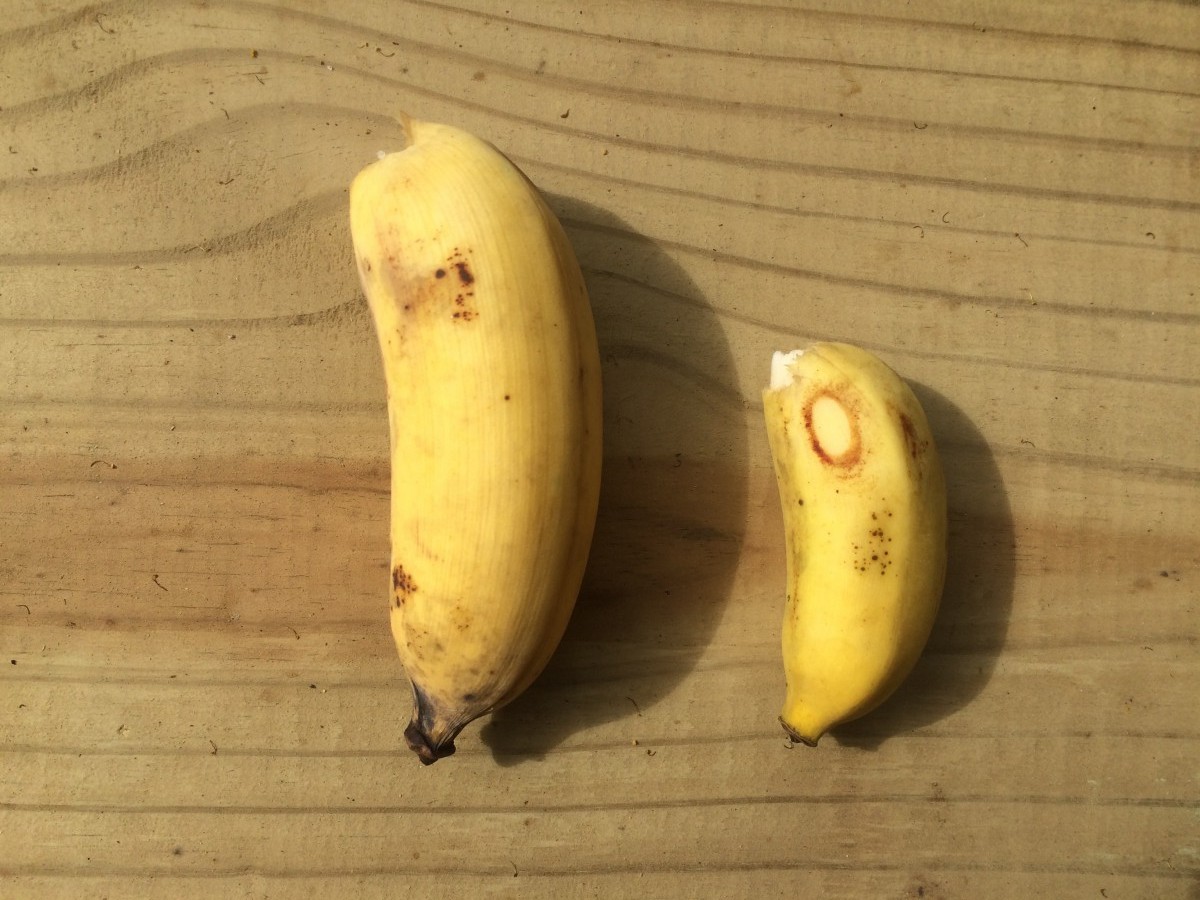 Java Blue banana next to Kru banana.
