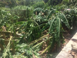 Another view of damaged banana plants.