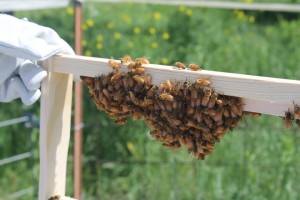 Honeybees typically don't like building on the outer frames, but under these bundles, white comb is just beginning to take shape.