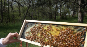 An example of a plastic frame. The contrast you can see is between the black plastic with pre-molded hexagonal shapes, and the yellow comb that the bees have built over it. With all types of hives, bees will begin building their comb structure in the middle of the foundation and work outwards. 