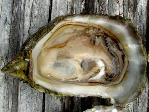 Source: https://commons.wikimedia.org/wiki/File:Olympia_oyster.jpg