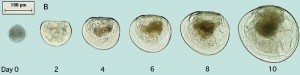 Larval development of Pacific Oysters