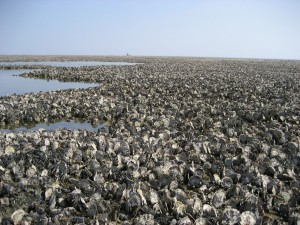 Photo of an oyster reef