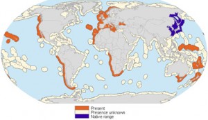 The Pacific oyster (Crassostrea gigas) has been introduced in coastal waters around the world. The map shows the Pacific oyster's non-native range in red and native range in blue, by marine ecoregion (Molnar et al. 2008, Frontiers in Ecology and the Environment).