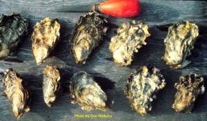 pacific_oysters