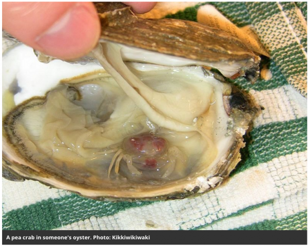 Major Predators, Parasites or Diseases – Terroir Oyster Case Study