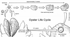 Oyster Life Cycle 