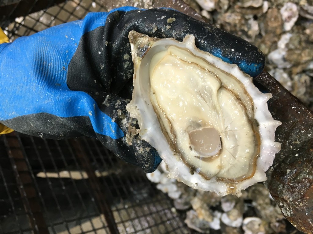 separating single oyster spat